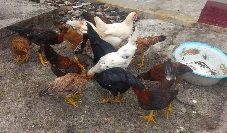 ternak-ayam-kampung-rumahan